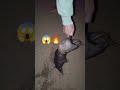 hewan unik 🔥😱🤯#shortsfeed #trendingshorts #hutan #beranda #berandayoutube#shortsyoutube #hewanunik