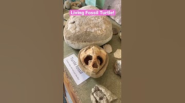 Living Fossil Turtle! #fossil #turtle #viral #underthesea #amazing