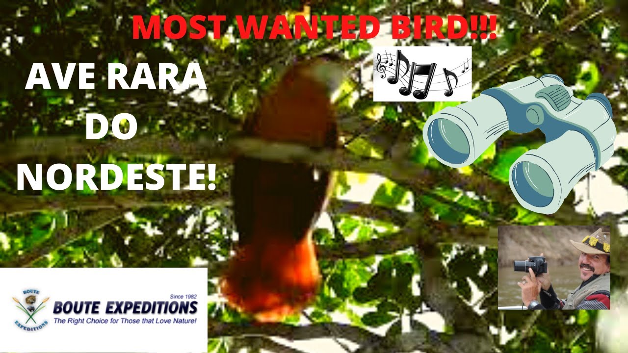 GREAT XENOPS! BICO-VIRADO-DO-CAATINGA!!!