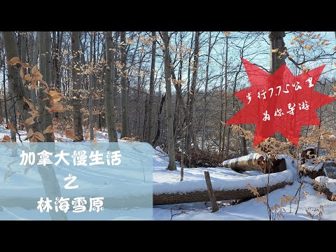 vlog|领略加拿大之冬：7.75公里行程 带你体验我家门口的林海雪原! Canadian winter: show you the snow covered forest near my home!