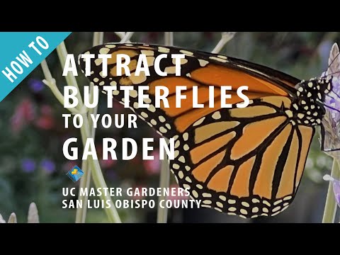 تصویری: باغ پروانه ها - یاد بگیرید چگونه پروانه ها را به باغ خود جذب کنید