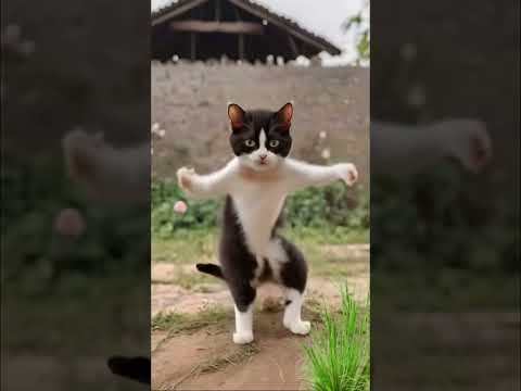 رقص القطط مضحك | القطة المضحكه | قطة كيوت | قطة ترقص | كوميدي رقص القطة