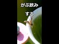 プリケツな蜂