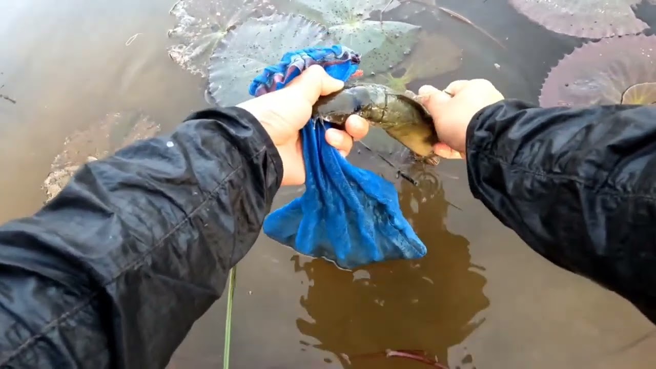 ตอนพิเศษEP:56 กางดางกางมองลงข่ายหากินแบบบ้านๆ ตามวิถีชนบทพอได้กับข้าว