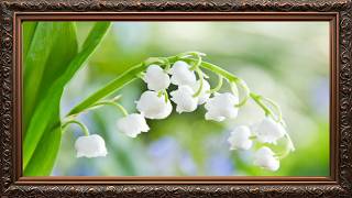 Elegant Floral Frame Art  Lily of the Valley 4K UHD Screensaver screenshot 2