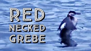 Red Necked Grebe Diving for Fish