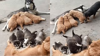 Golden Retriever And Husky Puppies Feeding On Wrong Moms @strangeincident