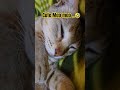 Aise kon sota hai#cat #catlover #shorts