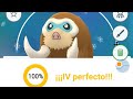 EVOLUCION A MAMOSWINE!! 100IV VAMOS CON EL MAMUT CHIQUITO QUE QUERÍA
VOLAR MAMOSWINE POKEMON GO