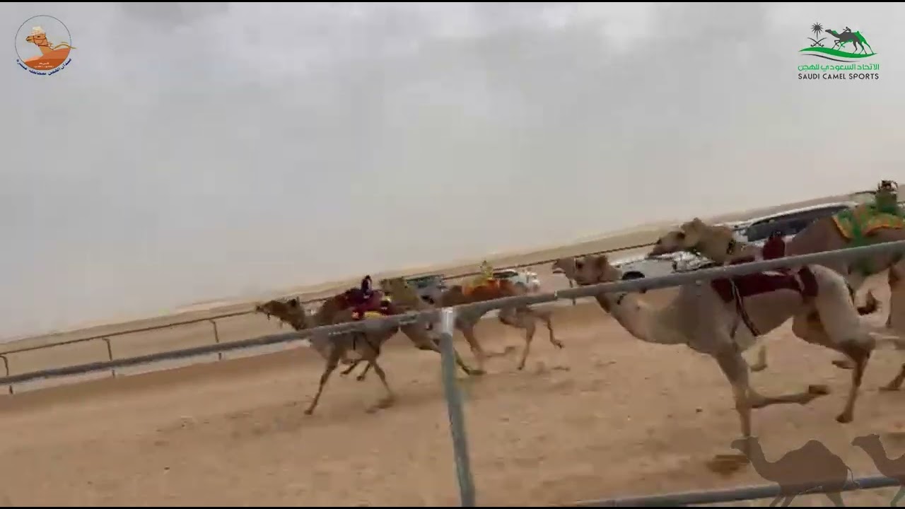 الشوط الخامس بكار حقايق /  هتان محمد عبدالله البطي