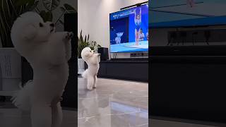 Tommy’s Dance Dream 🐱💃 #shorts