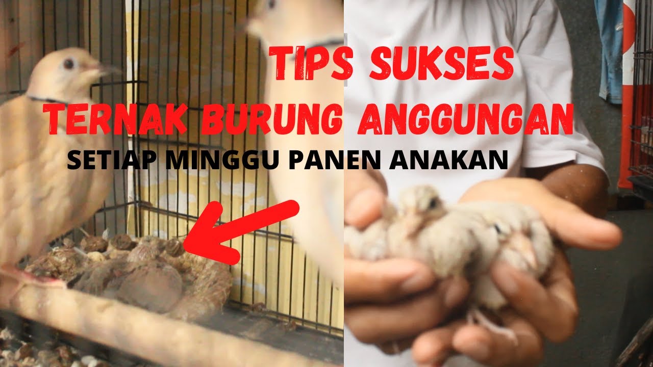 TIPS SUKSES TERNAK BURUNG PUTER PELUNG HASILKAN PULUHAN JUTA RUPIAH