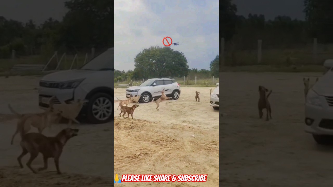 Prank with dogs || fun with dogs