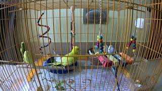 Easing Stress for Lone Birds | Budgies Music  | Chirping to make budgies happy | Part2
