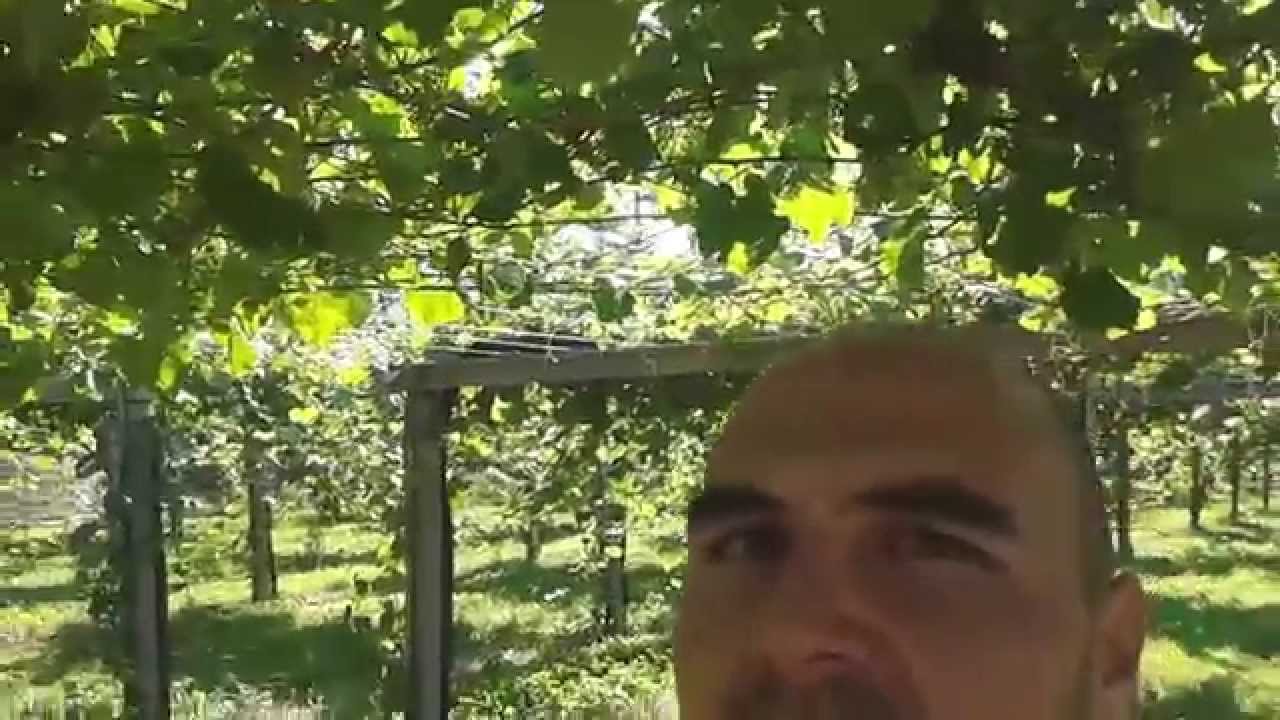 VITISLAND: Plantación de viñedo en Galicia