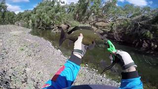 Bowen River Sooties