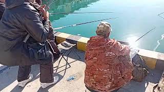 видео: Ловля кефали в порту Сочи картинка: Ловля кефали в порту Сочи