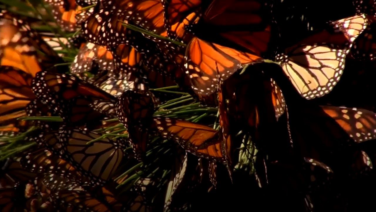 California's Monarch butterfly migration down drastically this year -  YouTube