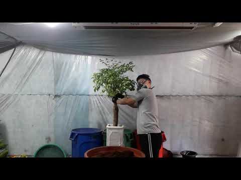 프리미엄 분갈이 영상 보산초등학교1