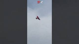 Beutiful High flyer Pigeon landing
