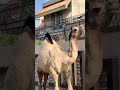 Say Ma sha Allah ❤️Camel Qarbani 2026 ✨