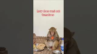 how does rani eat tomatoes #ranivlogrbl #akashrbl783 #youtubeshorts #shorts