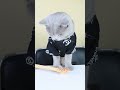 Egg Heals Wound Is Real Or Fake?Part2??| Funny Cat TikTok Challenge  #funnycat #catsoftiktok #shorts