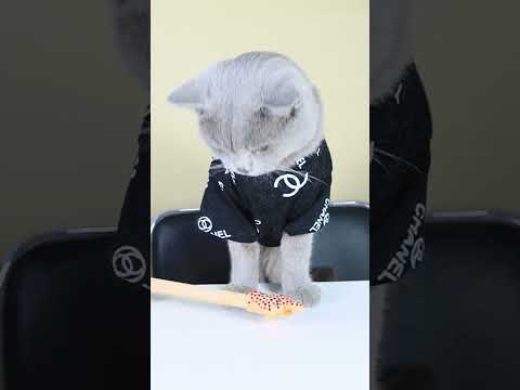 Egg Heals Wound Is Real Or Fake?Part2😱😱| Funny Cat TikTok Challenge #funnycat #catsoftiktok #shorts