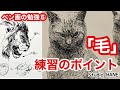 意外と簡単!動物を描く時に気をつけている事【ペン画の勉強】絵画教室で教える絵の描き方@StudioHANE