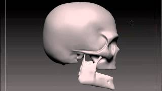 Anatomy Learning - Sculpt Skull 1 screenshot 5