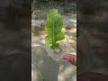 Tips for growing Gerbera leaves in water 💦 #shortvideo #plantpropagation #gerbera