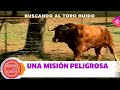 Toros para todos la estrategia del ganadero para evitar peleas mortales de los toros en el campo