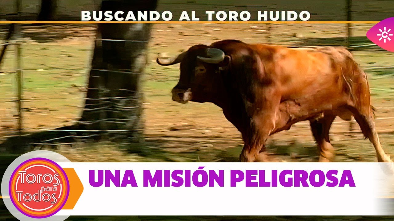 Toros para todos |La estrategia del ganadero para evitar peleas mortales de los toros en el campo