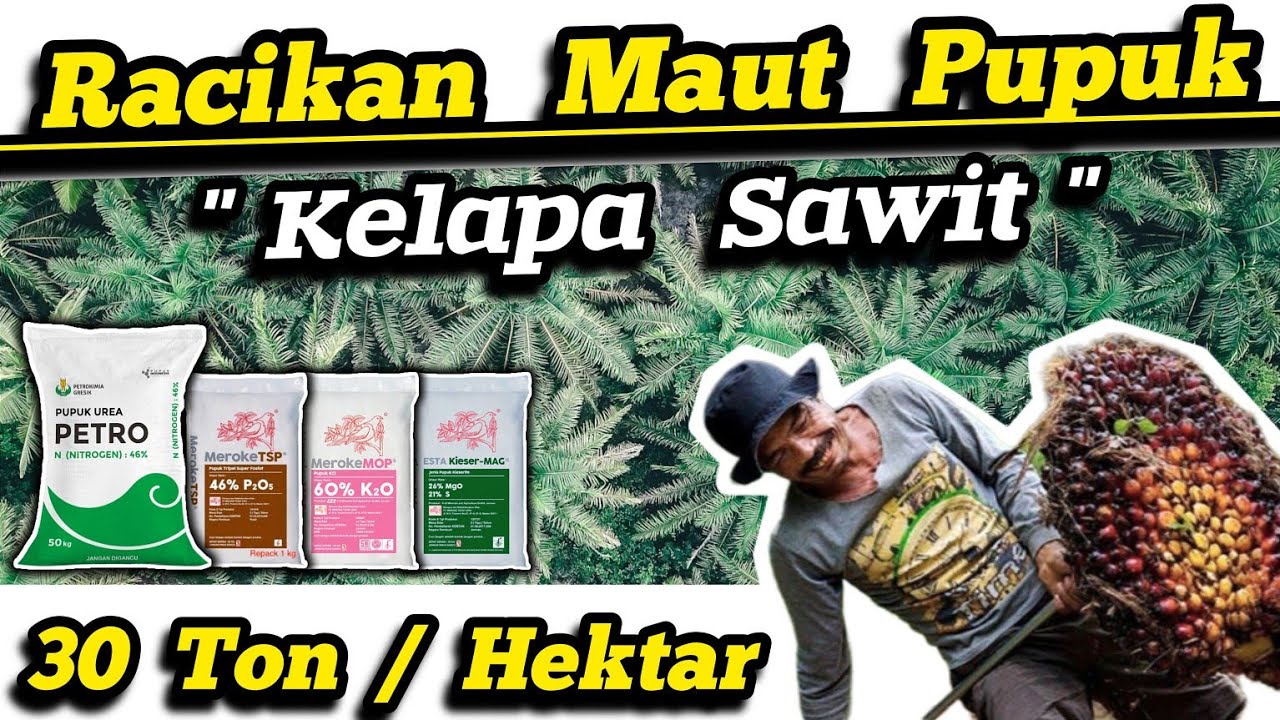 ✅ Racikan Maut‼️Pupuk Untuk Kelapa Sawit    Cuma Modal 4 Jenis Pupuk‼️Panen 30 Ton  Hektar  Tahun 🌴