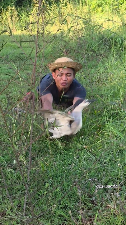 Nangkap burung Bangau #bangau #america