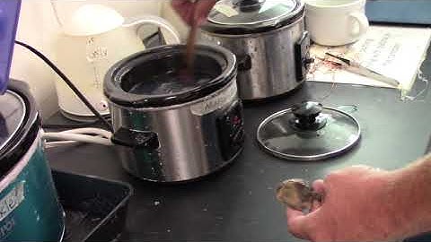 Cuttle Bone Clean up Part 2