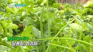 6시 내고향 - 우리 마을의 효자를 소개합니다! - 충남 논산.20161202