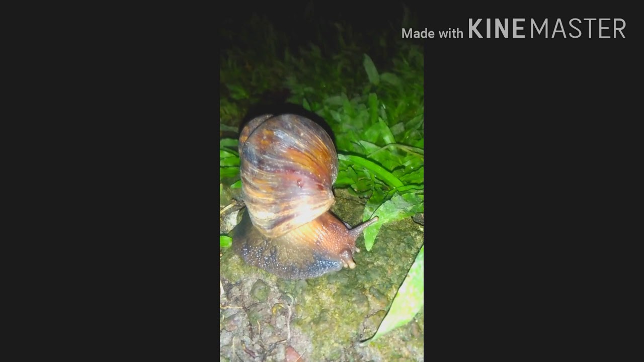 Exotic shell - YouTube