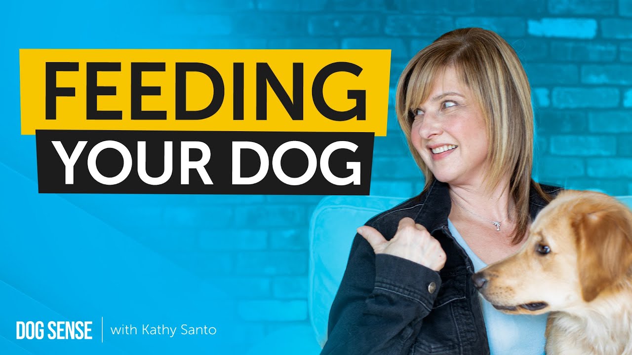 How to Feed Your Dog Tips and Tricks From Professional Dog Trainers