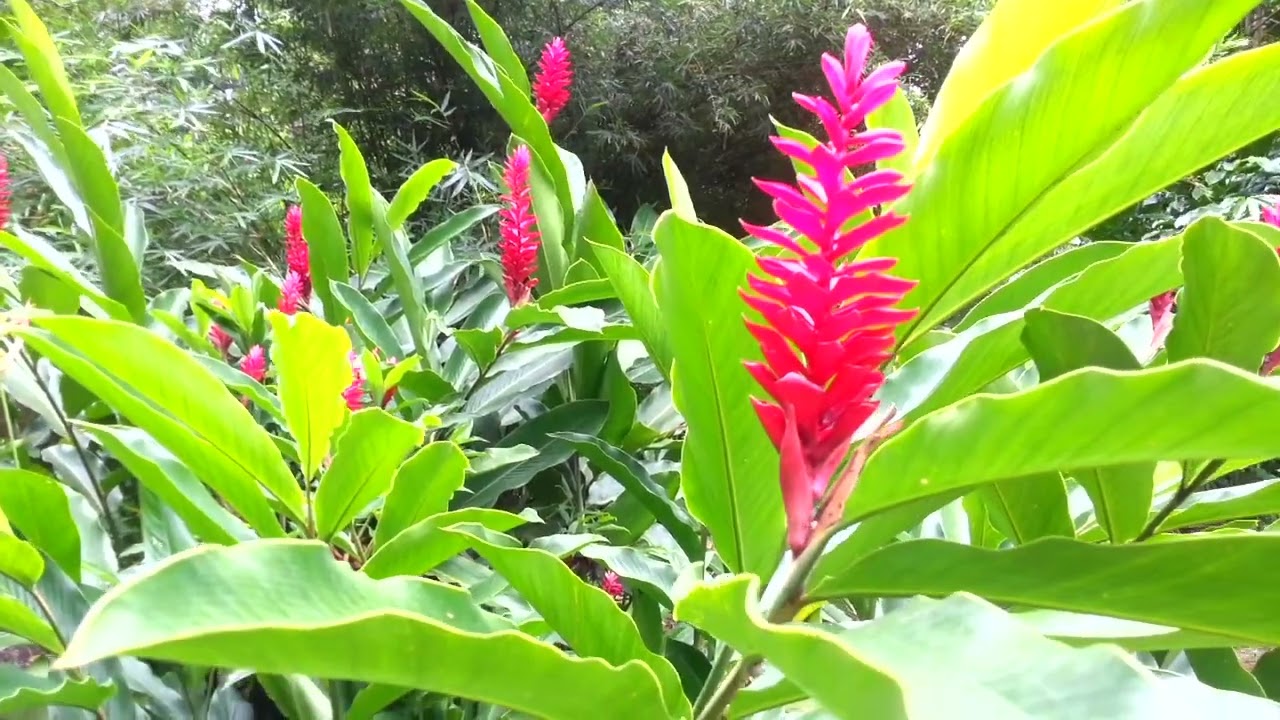 SEYCHELLES : LE MOUTYA À L'UNESCO