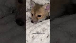 Cute Baby Fox