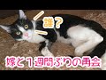 ラッキーは覚えているのか！嫁と１週間ぶりの再会　Do you remember the kitten lucky?Reunion for the first time in one week