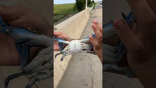 New Jersey And Maryland Love Crabs bluecrab crabbing crab crabs seafood newchannel