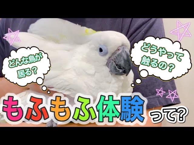 Adorable Bird Cafe in Osaka: Kotori Cafe 