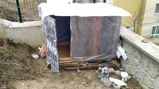 Güverci̇nleri̇ Yeni̇ Kümesi̇n Önününe Saldim