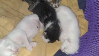 help name these 4 baby cats... by Kucing Desa 3,335 views 1 year ago 3 minutes, 12 seconds
