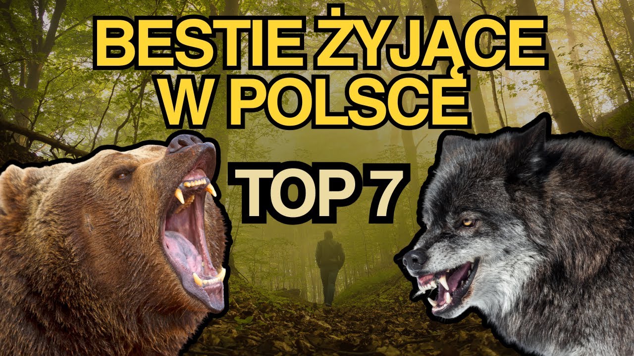 Nie Uwierzysz, Że Te Bestie Żyją W Polsce! TOP 7 Najgroźniejszych Zwierząt