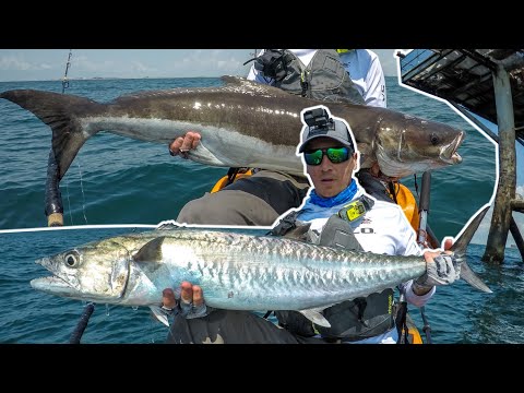 Oil Platform Slayfest | 10 species + my first micro sail fish