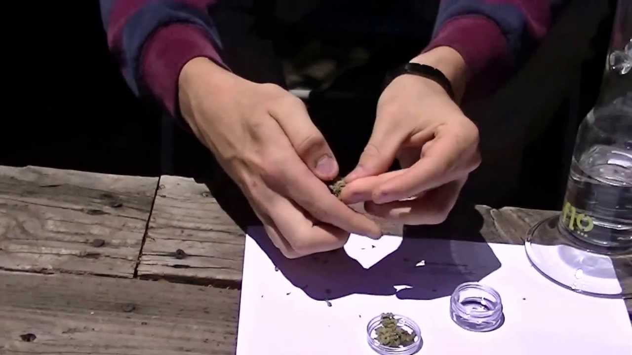 Jack herer strain review