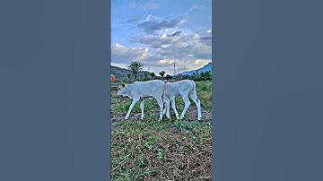 #youtube #shortvideo #shorts #short #sapi #sapimoo #sapisuper #sapijumbo #sapilimosin #sapisimental